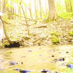 Heron Walking