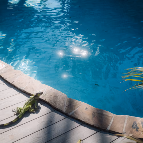 Iguana by the pool