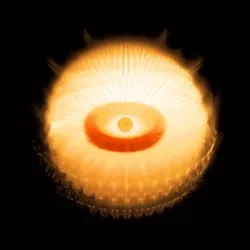 dΞorb