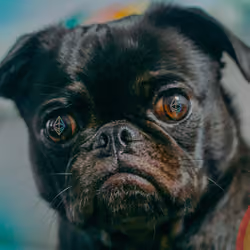 Ether Pug