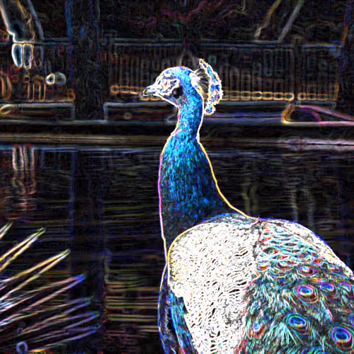 Exploring Peacock