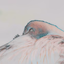 Bird Brain