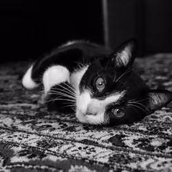 Crypto Kitten
