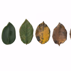 Stages Of Life