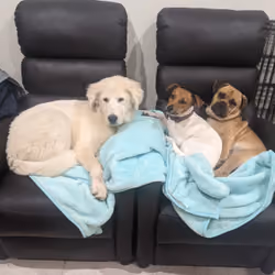 Maddy,Bonnie,Nexo.
