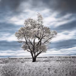 bright#trees