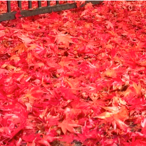 Glistening Autumn leaves