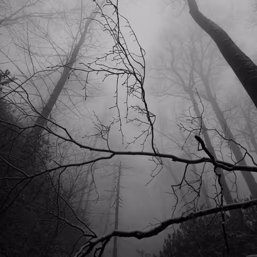 Gothic Woods