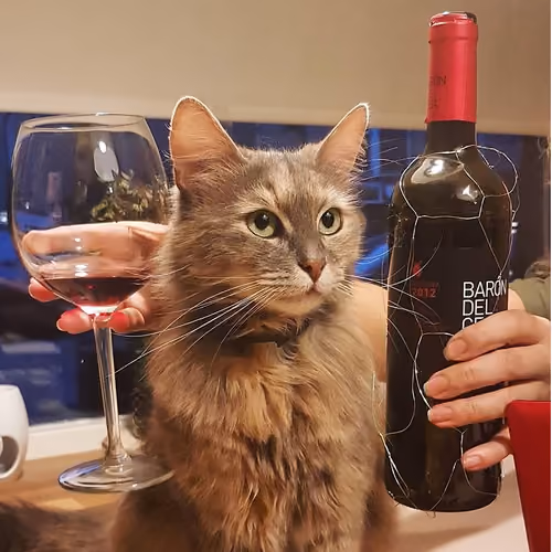 Shushi the Cat #1