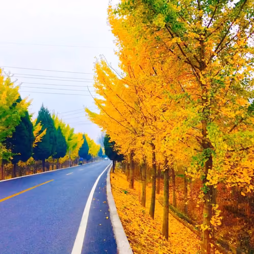 lyy_checun_autumn