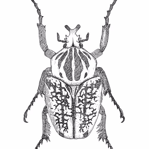 Goliath scarab