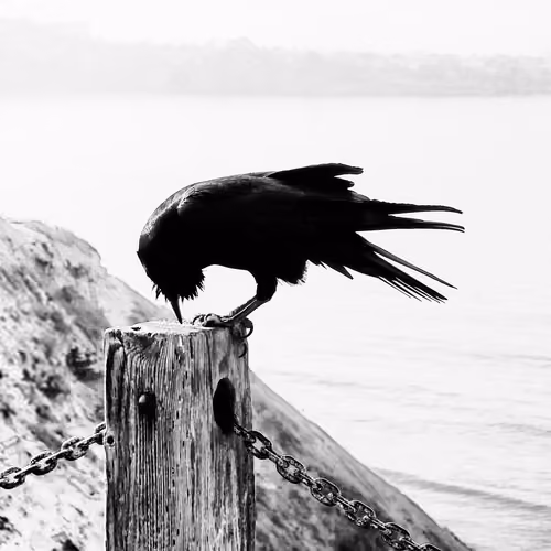 Dark Bird