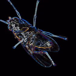 - Z3 Fly -