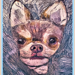 Chihuahua In Blanket