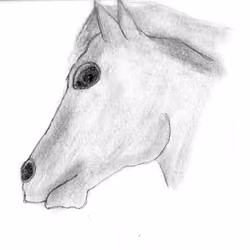 Horse 1-of-1