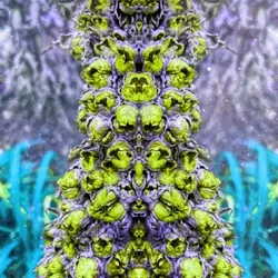 Alien Spores