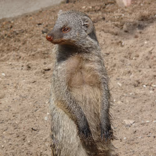 The Mongoose exclusive NFT song