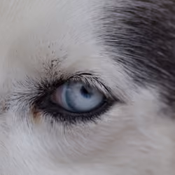 Watcher