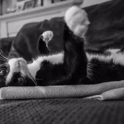 Crypto Cat
