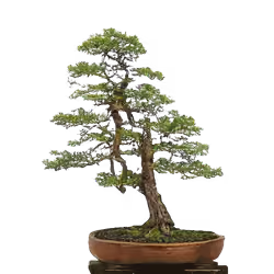 aloft bonsai