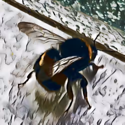 BumbleBee