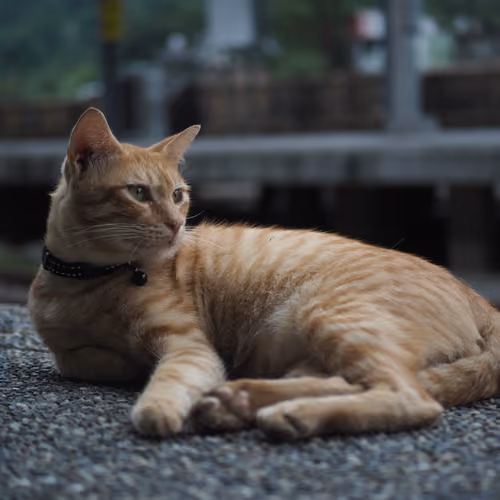 PU$$Y