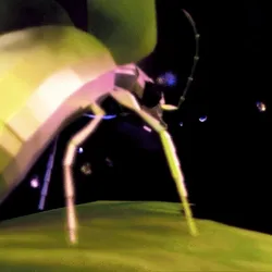 Bombardier Beetle