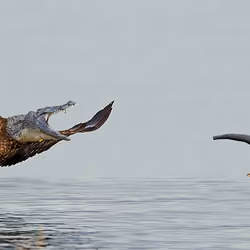 Showdown