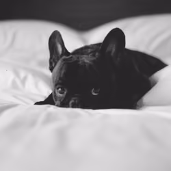 Koda