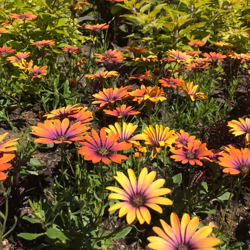 Spring at Butchart Gardens 