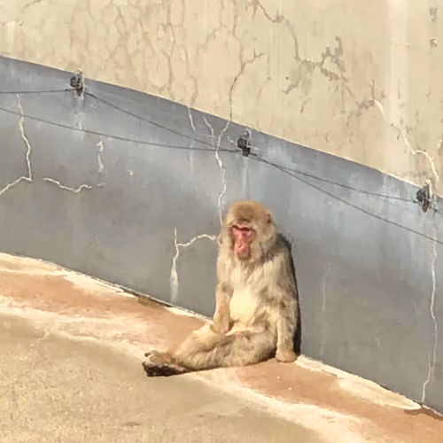 The Monkey