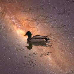 Space Duck