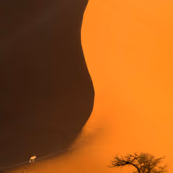 Oryx in the dunes