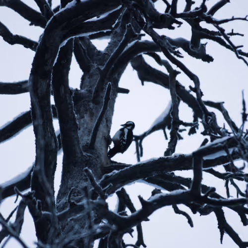  Woodpecker on a tree