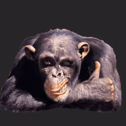 Monkey confirming status