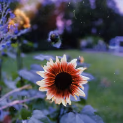 Sunflower at sunset