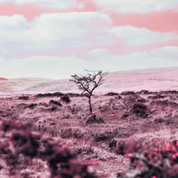Vibrant Worlds 