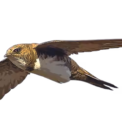 Ababeel Bird