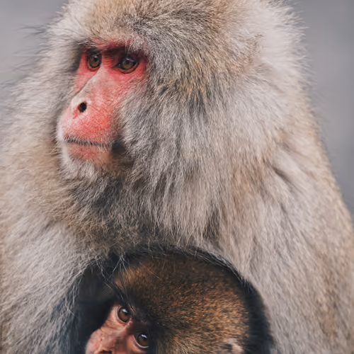 Snow Monkeys of Hell Valley