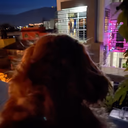 Life from a doge’s perspective 