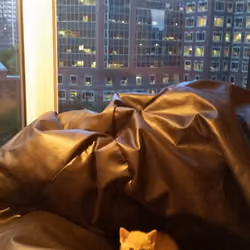 Pussy in Toronto