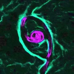 Merger №2