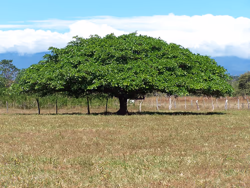 Guanacaste