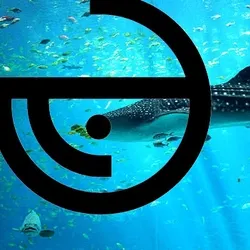 The Great Whale Shark Close to the reef