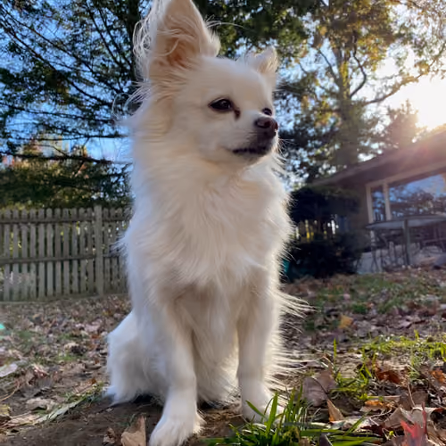 Goddess Of Light Doggo Luna