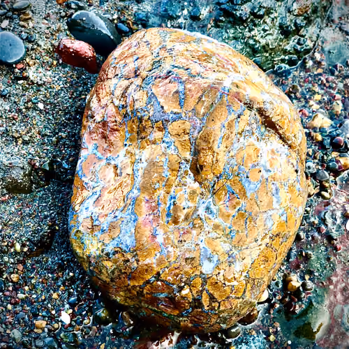Orange Jungle Rock
