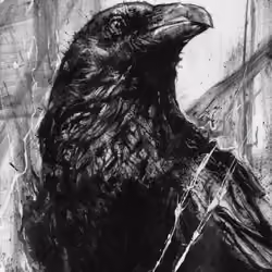 Crow Study XV218