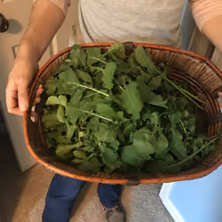 Today's yield