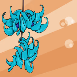 JADE VINE RARE FLOWER