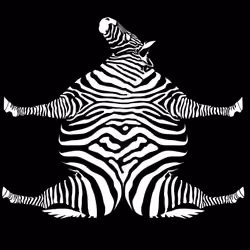 Flat Zebra
